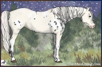 Horse Color:Black Near Leopard and Cremello