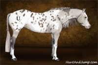 Horse Color:Buckskin Frame Appaloosa  and Chocolate Palomino Splash Frame Appaloosa 