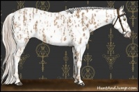 Horse Color:Palomino Near Leopard  and Gold Cream Champagne Near Leopard 