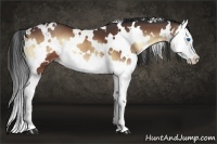 Horse Color:White Spotted Bay Onyx Splash 