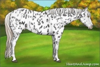 Horse Color:Palomino Near Leopard  and Smoky Black Near Leopard 
