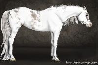 Horse Color:Silver Blue Onyx Sabino 