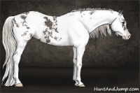 Horse Color:Silver Black Sabino 