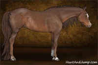 Horse Color:Liver Chestnut Sabino Rabicano 