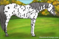 Horse Color:Liver Chestnut Appaloosa 