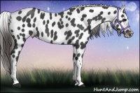 Horse Color:Blue Roan Appaloosa