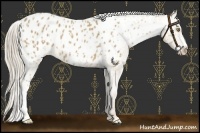 Horse Color:Palomino Near Leopard  and Palomino Blanket 
