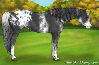 Horse Color:White Spotted Black Blanket 