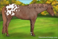 Horse Color:Chestnut Appaloosa