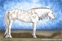 Horse Color:Chocolate Palomino Pearl Appaloosa