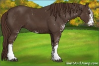 Horse Color:Liver Chestnut Sabino 