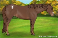 Horse Color:Chestnut Frame Appaloosa 