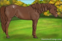 Horse Color:Chestnut Appaloosa 