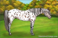 Horse Color:Bay Appaloosa