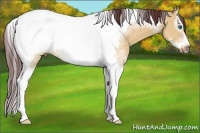 Horse Color:Chocolate Bay Dun Sabino Splash Tobiano Frame 