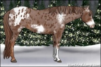Horse Color:White Spotted Chestnut Frame Varnish Rabicano 