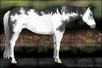 Horse Color:Smoky Black Splash Frame 