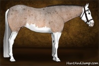 Horse Color:Buckskin Roan Splash Rabicano