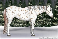 Horse Color:White Spotted Red Dun Splash Appaloosa 