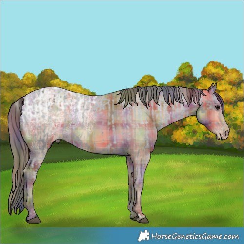 Horse Color:Smoky Black Appaloosa and Nacre Plaid Sable Champagne Ice