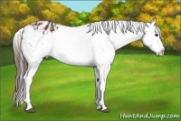 Horse Color:Brown Appaloosa  and Brown Splash Appaloosa