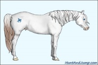 Horse Color:White Spotted Chestnut Splash Appaloosa 