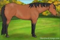 Horse Color:Bay 