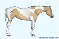 Horse Color:Silver Buckskin Dun Tobiano 