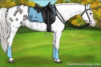 Horse Color:Silver Blue Roan Appaloosa 