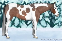 Horse Color:Bay Roan Splash Tobiano 