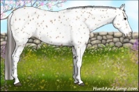 Horse Color:White Spotted Bay Appaloosa 