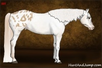 Horse Color:Red Dun Appaloosa 