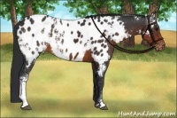 Horse Color:White Spotted Brown Sabino Appaloosa