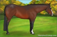 Horse Color:Bay Sabino 