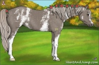Horse Color:White Spotted Silver Grullo 