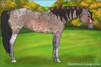 Horse Color:Bay Ice 