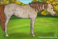 Horse Color:Chestnut Ice Rabicano 