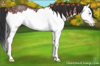 Horse Color:Bay Ice Splash Rabicano 