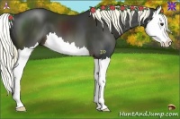 Horse Color:Liver Chestnut Splash 