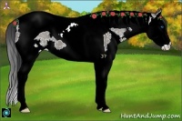 Horse Color:Grullo Splash Tobiano 