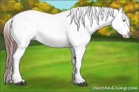 Horse Color:White Spotted Bay Appaloosa 