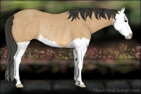 Horse Color:Buckskin Splash Rabicano
