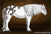 Horse Color:Brown Appaloosa  and Brown Appaloosa 