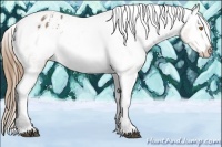 Horse Color:Buckskin Varnish 