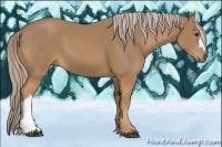 Horse Color:Palomino