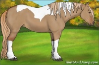 Horse Color:Red Dun Tobiano