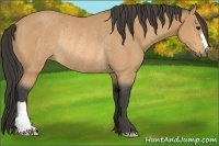 Horse Color:Buckskin Rabicano 