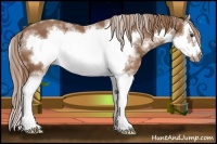 Horse Color:White Spotted Chestnut Splash Frame