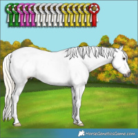 Horse Color:Gray Silver Buckskin Sabino Splash Appaloosa