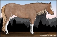 Horse Color:White Spotted Red Roan 